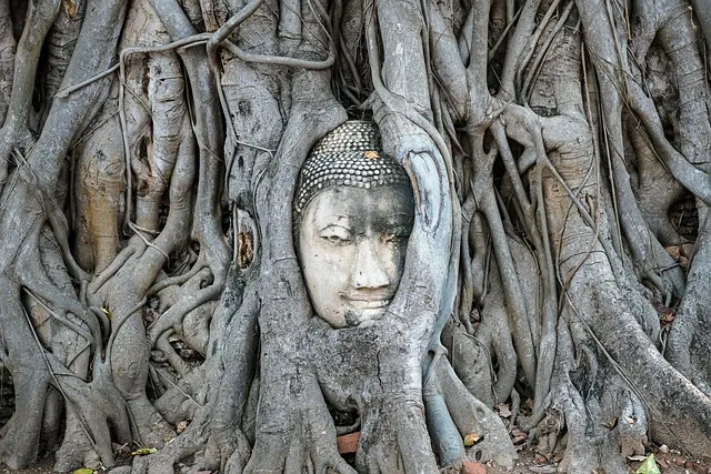 วัดมหาธาตุ - ที่เที่ยวอยุธยา วัดมหาธาตุ เศียรพระในรากไม้ เช่ารถเที่ยวอยุธยา โบราณสถาน